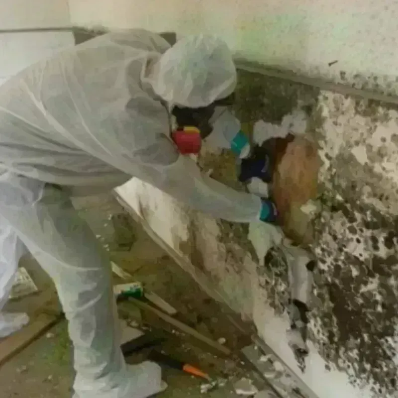 Mold Remediation and Removal in Clayton, OH